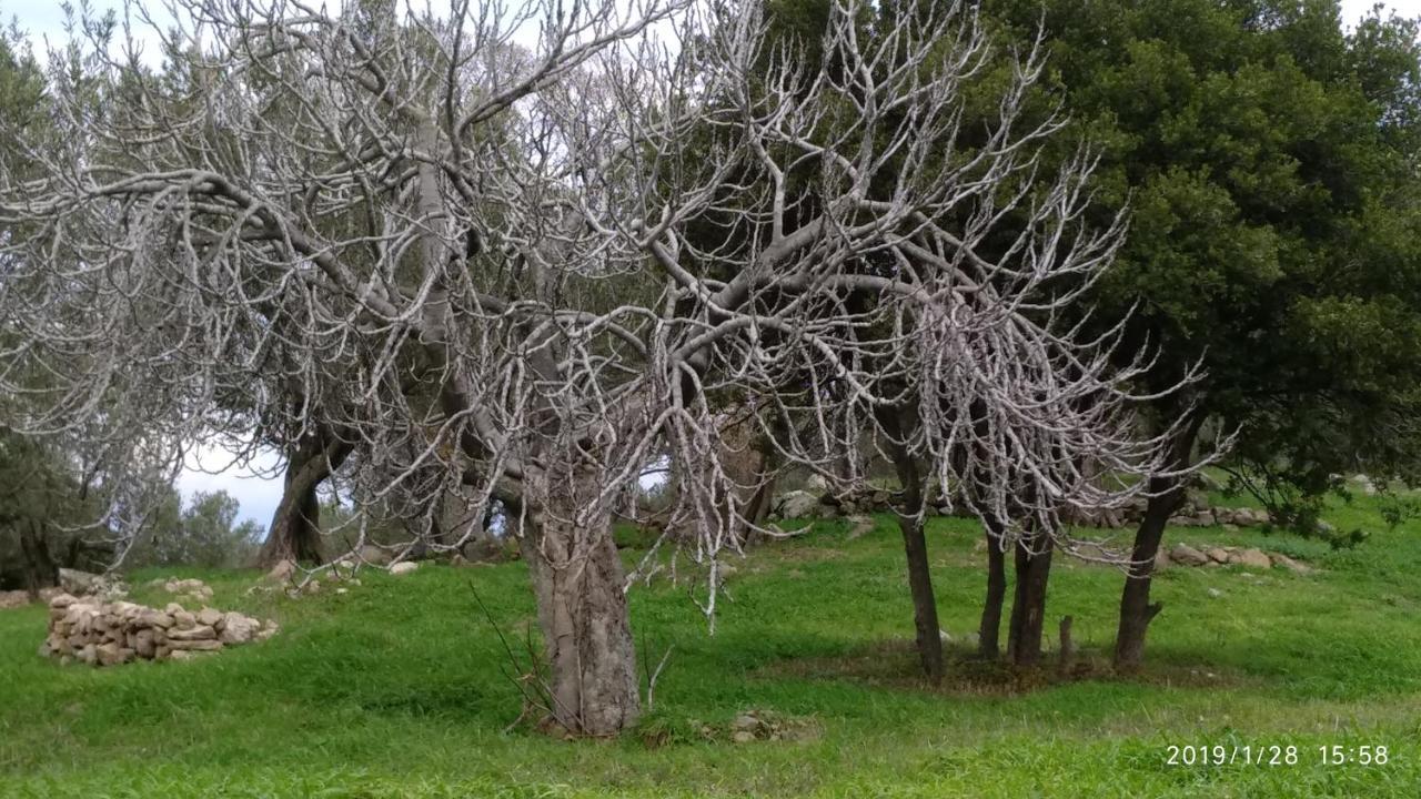 Ktima Kiourelioti Villa Skala Sykamineas Екстериор снимка