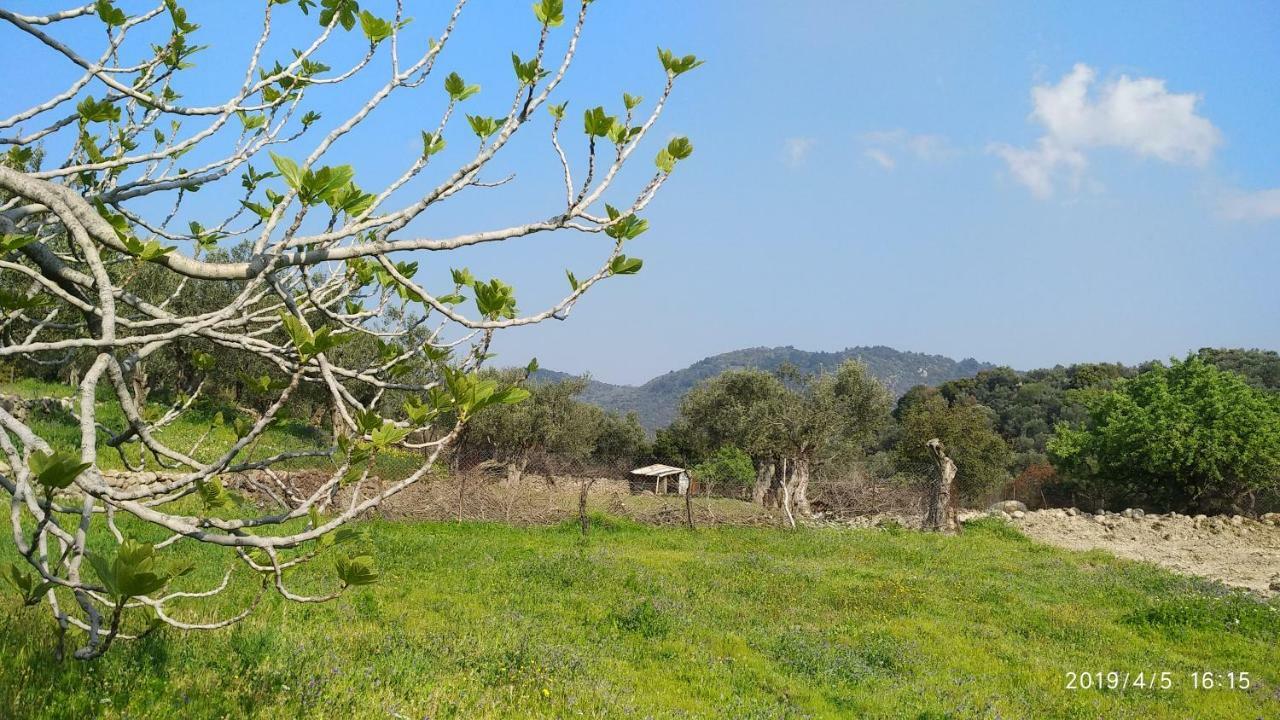 Ktima Kiourelioti Villa Skala Sykamineas Екстериор снимка