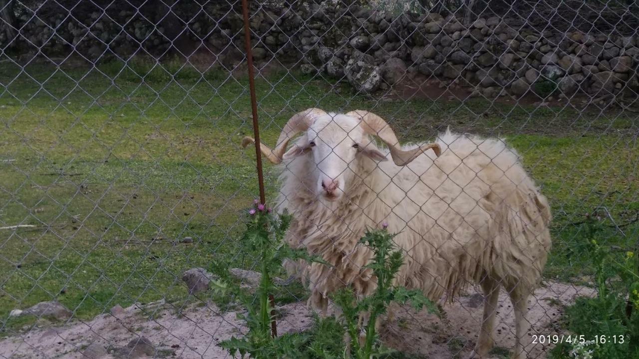 Ktima Kiourelioti Villa Skala Sykamineas Екстериор снимка